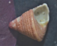 Jujubinus exasperatus