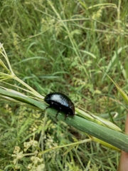 Chrysolina oricalcia