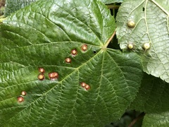 Didymomyia tiliacea