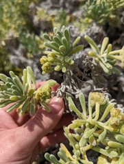 Tournefortia gnaphalodes