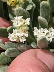 Tournefortia gnaphalodes