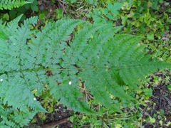Dryopteris