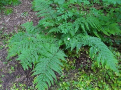 Dryopteris