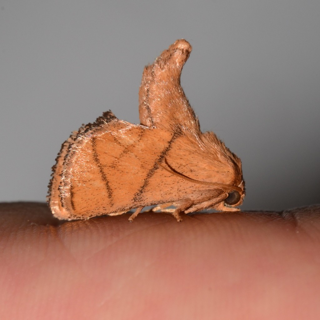 Yellow-collared Slug Moth