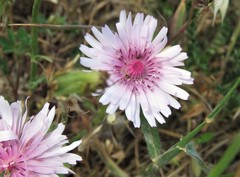 Crepis rubra