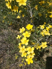 Rosa hemisphaerica