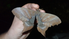 Paradaemonia platydesmia