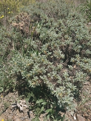 Astragalus microcephalus