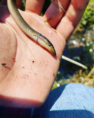 Lethenteron reissneri