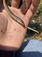 Lethenteron reissneri