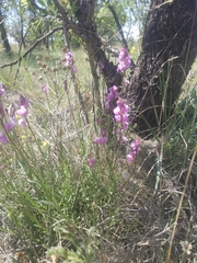 Polygala anatolica