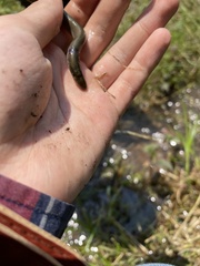 Lethenteron reissneri