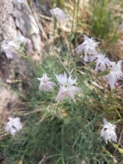 Dianthus plumarius neilreichii