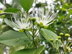 Capparis grandis