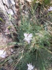 Dianthus plumarius neilreichii