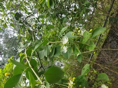 Capparis grandis