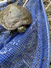 Trachemys scripta elegans