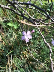 Dianthus plumarius neilreichii