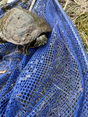Trachemys scripta elegans