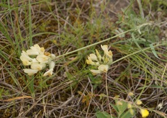Astragalus glaucus