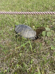 Trachemys scripta elegans