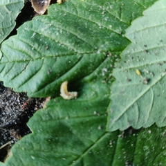 Erannis defoliaria