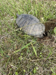 Trachemys scripta elegans