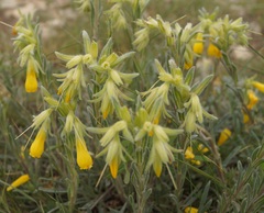 Onosma rigida