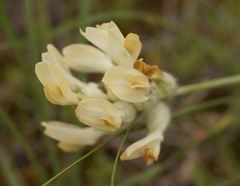 Astragalus glaucus