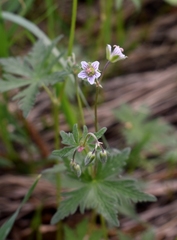 Geranium pseudosibiricum
