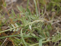 Astragalus glaucus