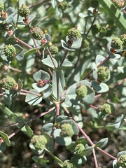 Euphorbia apios