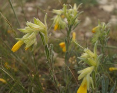 Onosma rigida