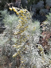Artemisia arborescens