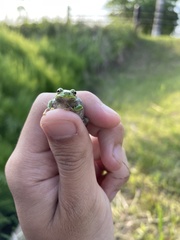 Hyla japonica