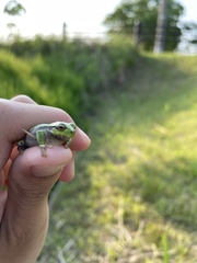 Hyla japonica