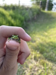 Hyla japonica