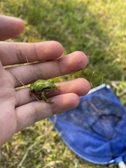 Hyla japonica