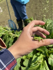 Hyla japonica
