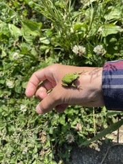 Hyla japonica