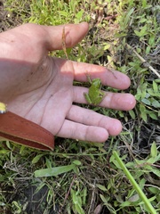 Hyla japonica