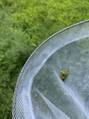 Hyla japonica