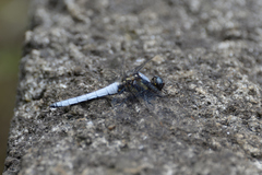 Orthetrum japonicum