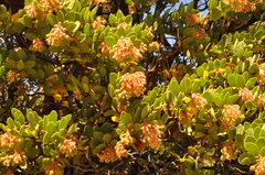 Arctostaphylos pringlei