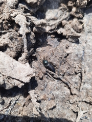 Selatosomus aeneus