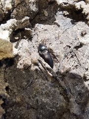 Selatosomus aeneus