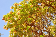 Arctostaphylos pringlei