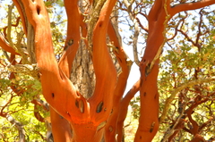 Arctostaphylos pringlei