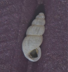 Onoba aculeus