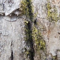 Microlejeunea ulicina